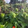 plants Image 3