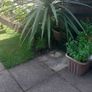 plant Image 2