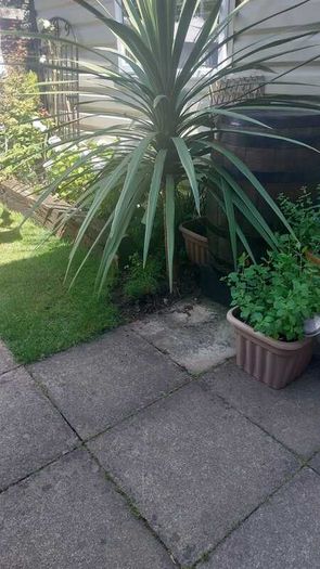 plant