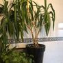 yucca Image 2
