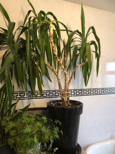 yucca