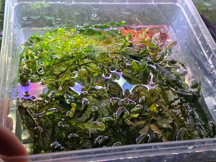 Rare types of bucephalandra and anubias - fishtank plants