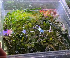 Rare types of bucephalandra and anubias - fishtank plants