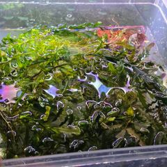 Rare types of bucephalandra and anubias - fishtank plants