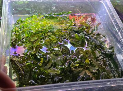 Rare types of bucephalandra and anubias - fishtank plants