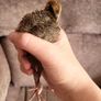 Coturnix quail chicks Image 3