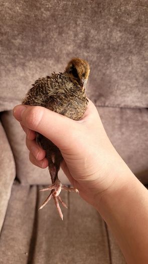 Coturnix quail chicks