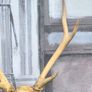 Vintage Red Deer Skull Image 5