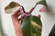 Philodendron Strawberry Shake