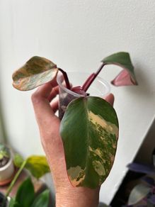 Philodendron Strawberry Shake