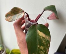 Philodendron Strawberry Shake
