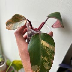 Philodendron Strawberry Shake
