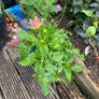 plants Image 2