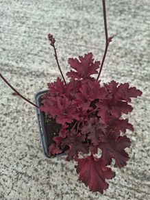 Heuchera Purple Palace