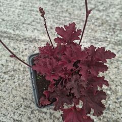 Heuchera Purple Palace
