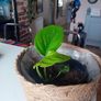 Pothos with wicker pot Image 3