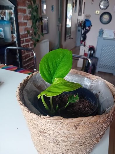 Pothos with wicker pot