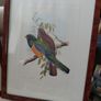 Antique lithograph prints hand painted by John Gould beautifully framed Image 4