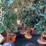 decorative trees Image 9