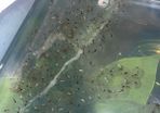 Premium Axolotl Juveniles