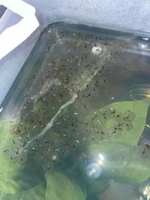 Premium Axolotl Juveniles