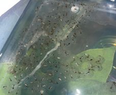 Premium Axolotl Juveniles