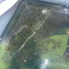 Premium Axolotl Juveniles