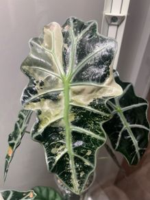 Alocasia pink polly x amazonica corms
