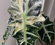 Alocasia pink polly x amazonica corms