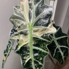Alocasia pink polly x amazonica corms