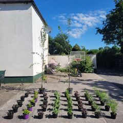 clearence of flowering plants/shrubs/trees