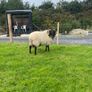 Black faced mountain hogget rams Image 3