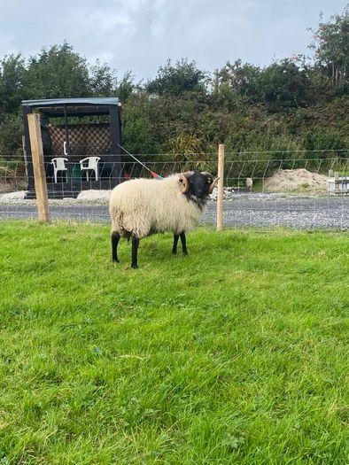 Black faced mountain hogget rams