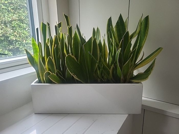Sansevieria Laurentii planter
