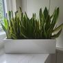 Sansevieria Laurentii planter Image 3