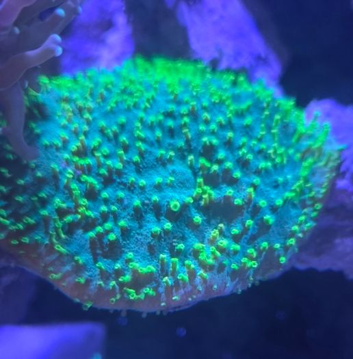 coral