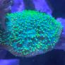 coral Image 9