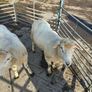 Galway Rams sis approved Image 3