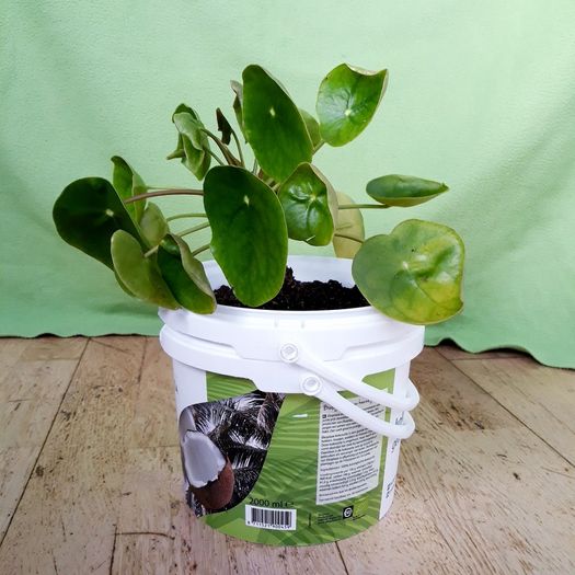 Chinese Money Plant - Pilea peperomioides