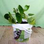 Chinese Money Plant - Pilea peperomioides Image 2