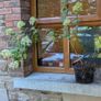 Hydrangea Image 6