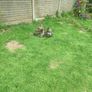 Ducklings Image 3
