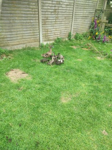 Ducklings