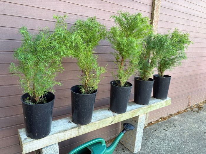 Cryptomeria japonica Elegans (Japanese Cedar)