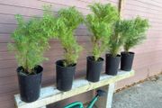 Cryptomeria japonica Elegans (Japanese Cedar)