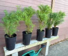 Cryptomeria japonica Elegans (Japanese Cedar)