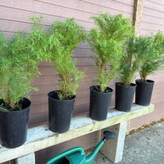 Cryptomeria japonica Elegans (Japanese Cedar)
