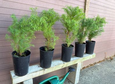 Cryptomeria japonica Elegans (Japanese Cedar)