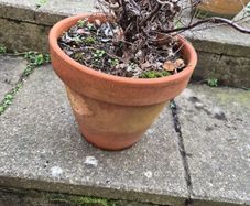 Terracotta Pot