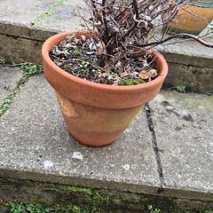 Terracotta Pot